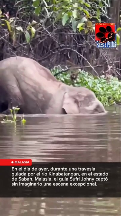 cocodrilo contra elefante