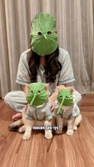 Paws and Play: Adventures of a Silly Cat