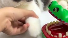 cat with crocodile toy