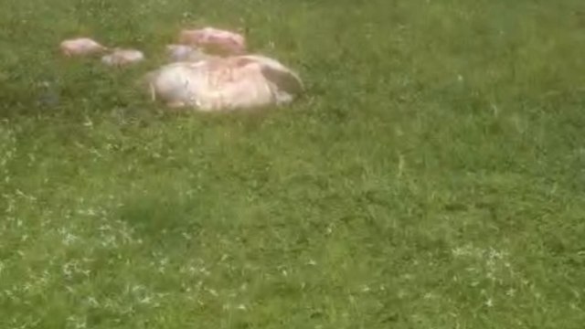 grupo invade fazenda na Bahia e abate sete vacas prestes à parir