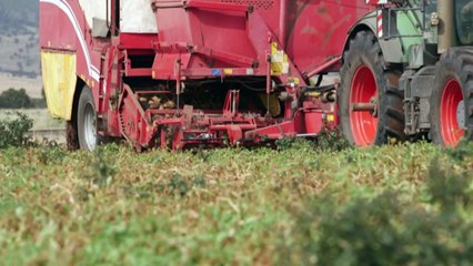 Australia’s first known case of potato virus could impact $300 million industry