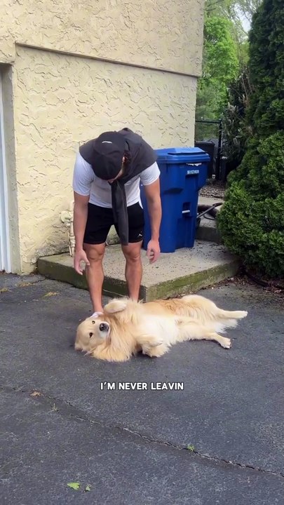 Drake the drama | #USA #america #unitedstates #golden #usadogs #americandogs #dogvideousa