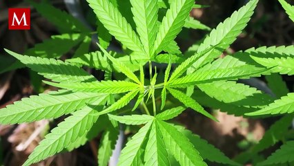 La influencia de los Cabrera Sarabia en Durango y la disputa del Cártel de Sinaloa