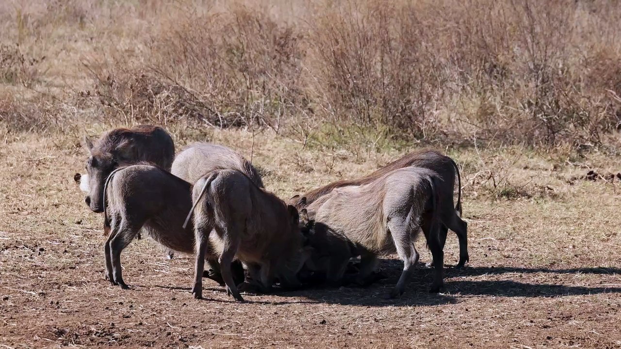 When the squad hears it’s feeding time 🐷✨ — heads turn, snouts down, and the feast begins! These pigs know how to party at the trough!