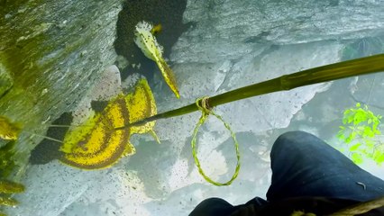 Nepal's Mad Honey That Causes Hallucinations (They climb to go insane)