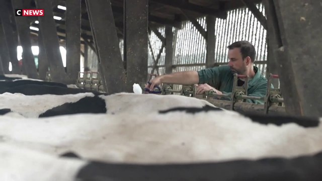 Un virus en circulation dans les exploitations agricoles d’élevage en France