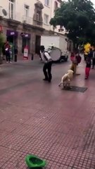 Yürüyen Bateristi Taklit Eden Köpek