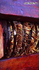 The ancient method of wood-pressing oil