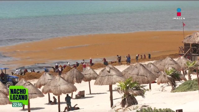 Los esfuerzos humanos y económicos para combatir el sargazo parecen insuficientes