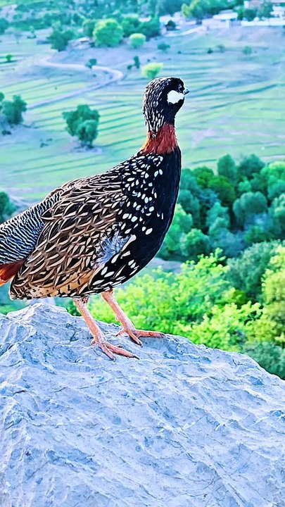 "Talking Partridge! You Won’t Believe What It Says 🐦🎤"