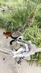 Moment avec les lémuriens au Zoo