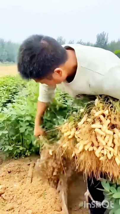 Peanut farming