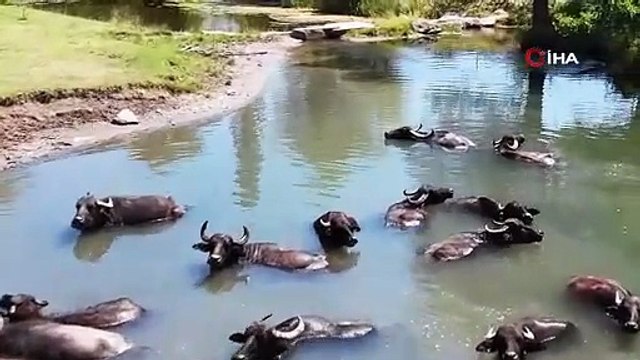 Sıcaktan bunalan mandalar böyle serinliyor