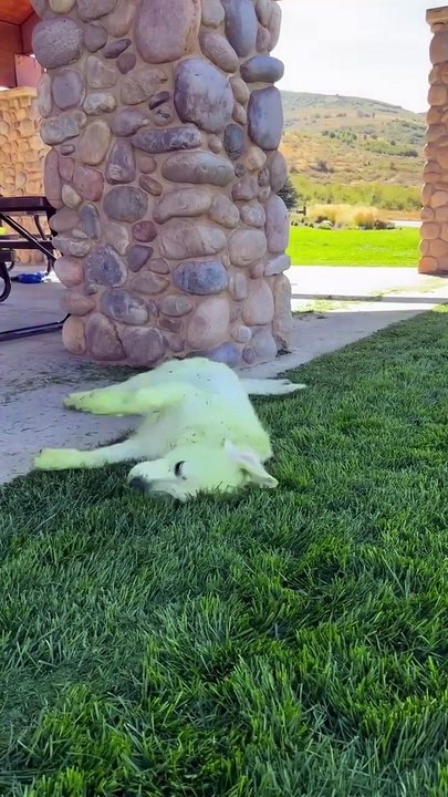Send help, my white dog found freshly cut grass 😂🐻‍❄️💚