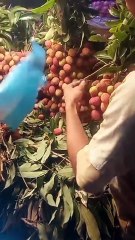 বাজারে উঠেছে নতুন লিচু 😱🥰