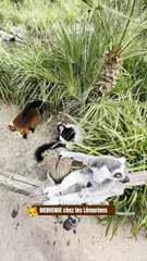 Bienvenue chez les lémuriens