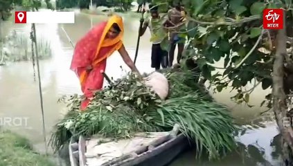 यूपी में बाढ़ प्रभावित जिलों में बारिश ने बढ़ाई मुसीबत; बस्ती में चल रही नाव, कई गांव डूबे
