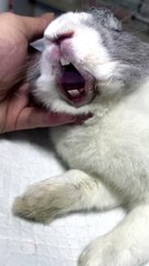 Bunny Learns to Jump Over Obstacles 🎯