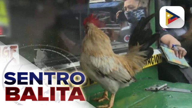 Driver na may manok sa harap ng kanyang jeepeny, kabilang sa mga tiniketan sa random road worthiness inspection ng DOTR-SAICT sa Pasay city | ulat ni Vel Custodio