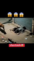 Lion Attack on  Sleeping Man