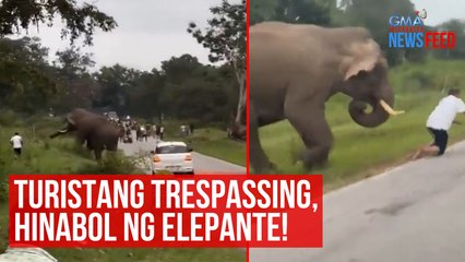Turistang trespassing, hinabol ng elepante! | GMA Integrated Newsfeed