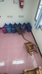 STRIKE! the hall monitors union of america has declared a national strike, and in typical hall.😅