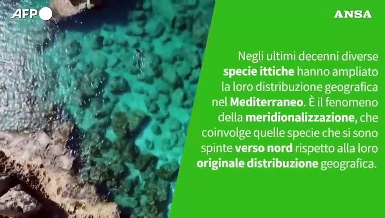 Ansa VERIFIED - Le nuove specie di pesci sempre piu' presenti nei nostri mari sono una spia del cambiamento climatico?