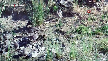 Denizli'de pek çok türden yabani hayvanlar fotokapana yakalandı