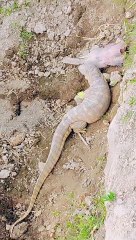 Mager mush crocodile 🐊 Dangerous video