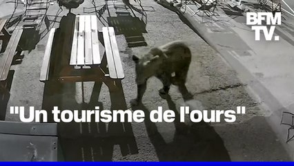 Roumanie: de la nourriture laissée dans les poubelles pour attirer les ours et satisfaire les touristes à Brașov