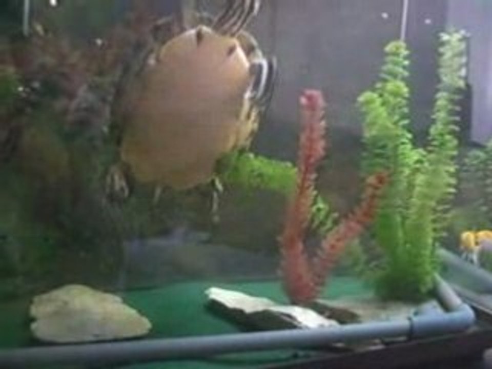 Arraia Dordokak - Round 2