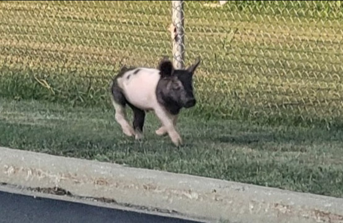 Runaway pig escapes children's birthday party and crashes local high school