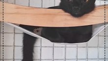 Salem🐈‍⬛