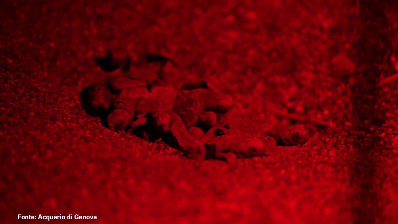 Nate a Sestri Levante le prime tartarughe Caretta caretta, le immagini