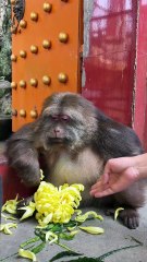 Although she is a girl, she still looks a bit like my father.😁 #monke