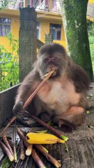 A handful of xingxing is cute too #monkey #monkey #xingxing #cute