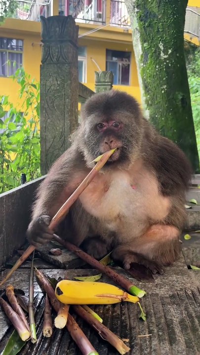 A handful of xingxing is cute too #monkey #monkey #xingxing #cute