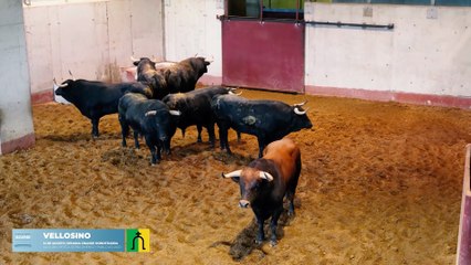 San Sebastián - El Sorteo (Toros de El Vellosino - 14/08/2025)