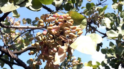 Στους Ευρωβουλευτές απευθύνονται οι φυστικοπαραγωγοί για αποζημιώσεις