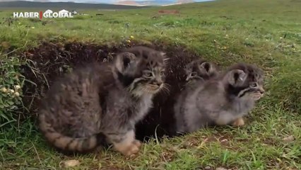 Nadir görüntülenen Vahşi Pallas kedisi ailesi bu sefer şaşırttı