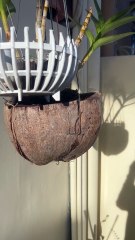 After several months, orchids bloom