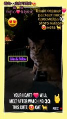 Pure joy and cuteness overload!  #viral #trending #fyp #explorepage