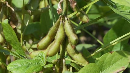 [녹색] 농진청 "논콩 과습 피해, '웃거름'으로 줄이세요" / YTN