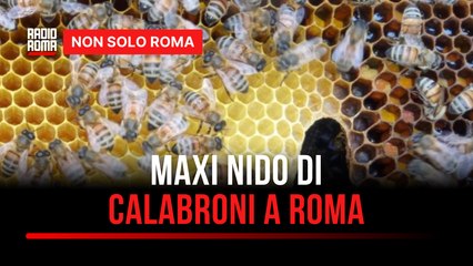 Famiglia ostaggio di 400 calabroni: intervento record a Castel Nuovo di Porto