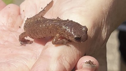 Tiny salamander gently moves after being found in backyard and held in hand