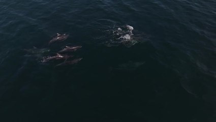 Dolphins join bathers enjoying sun as Britain enters its fourth heatwave