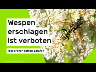 Wespen erschlagen ist verboten - hier drohen saftige Strafen