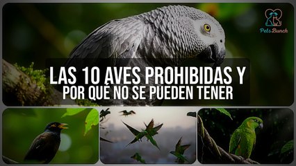 Las 10 Aves Prohibidas Como Mascotas y Por Qué