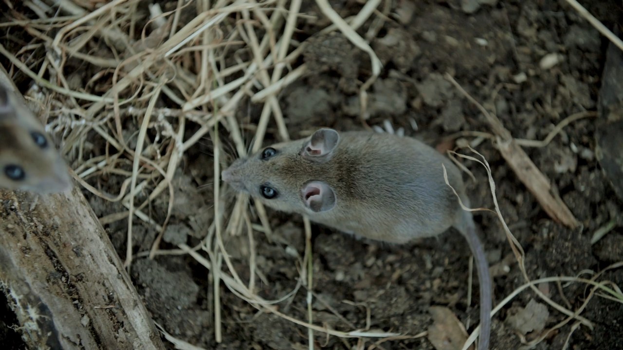 Rat infestations in the UK: Have you noticed an increase in rats in your region?