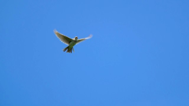 Skylark in flight over the South Downs in Sussex